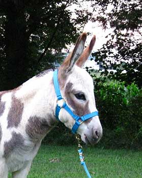 Critter Haven Farm Miniature Donkeys